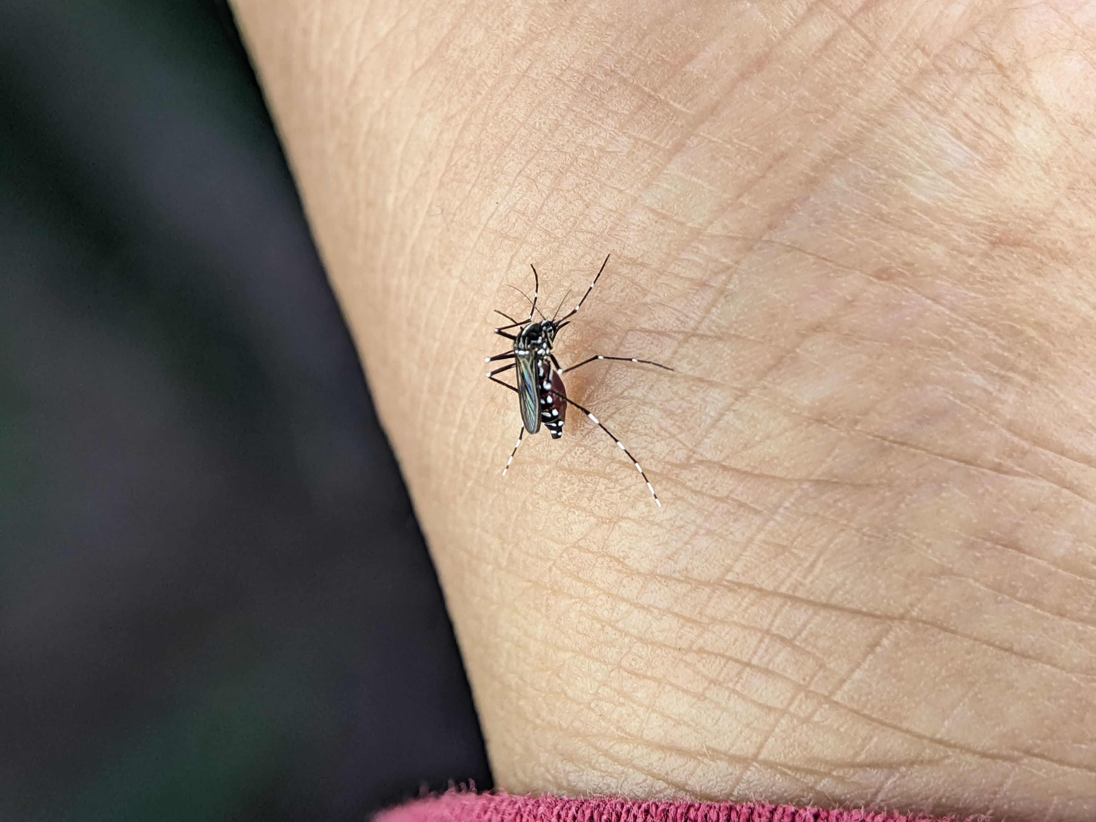 Prevenção da Dengue em Minas Gerais: Dicas Essenciais para o Período Chuvoso