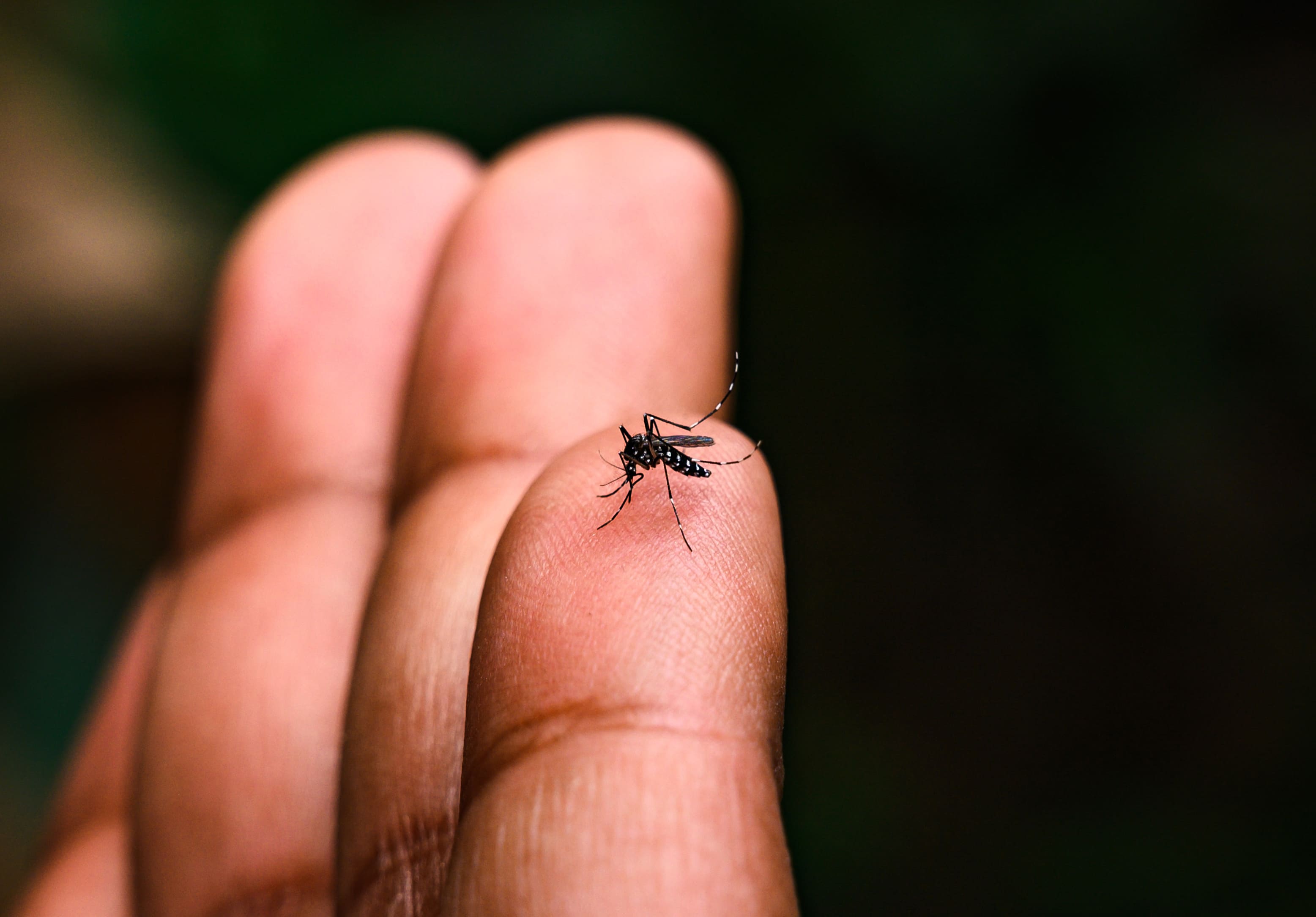 Homem segura um mosquito que pode ser um dos causadores da febre amarela 