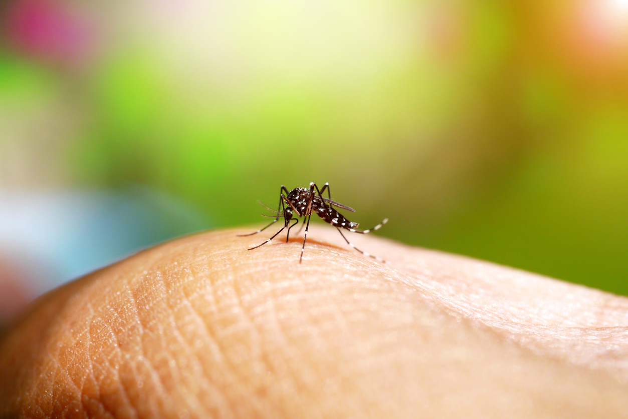 mosquito da dengue sob a pele